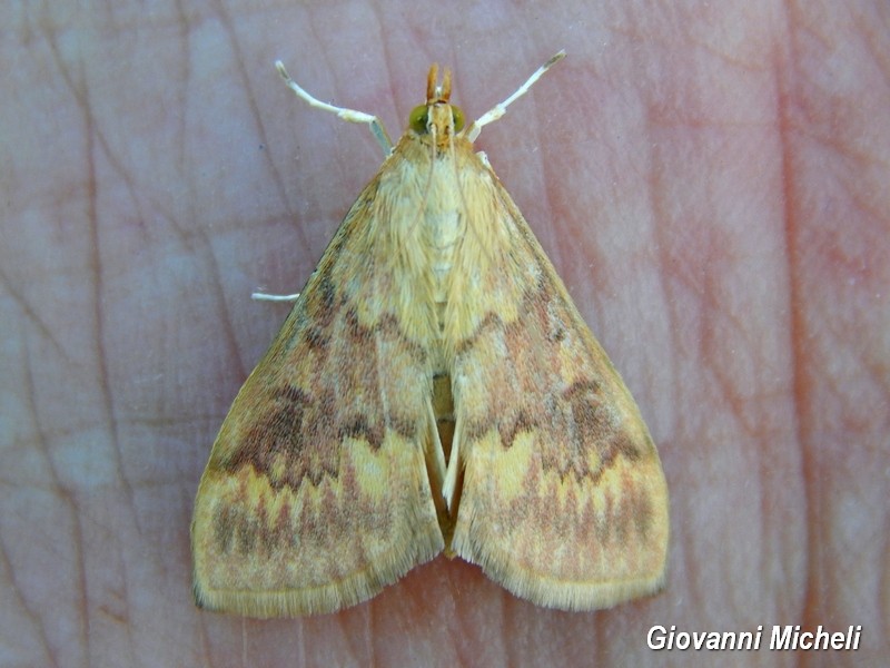 Crambidae da ID - Ostrinia nubilalis